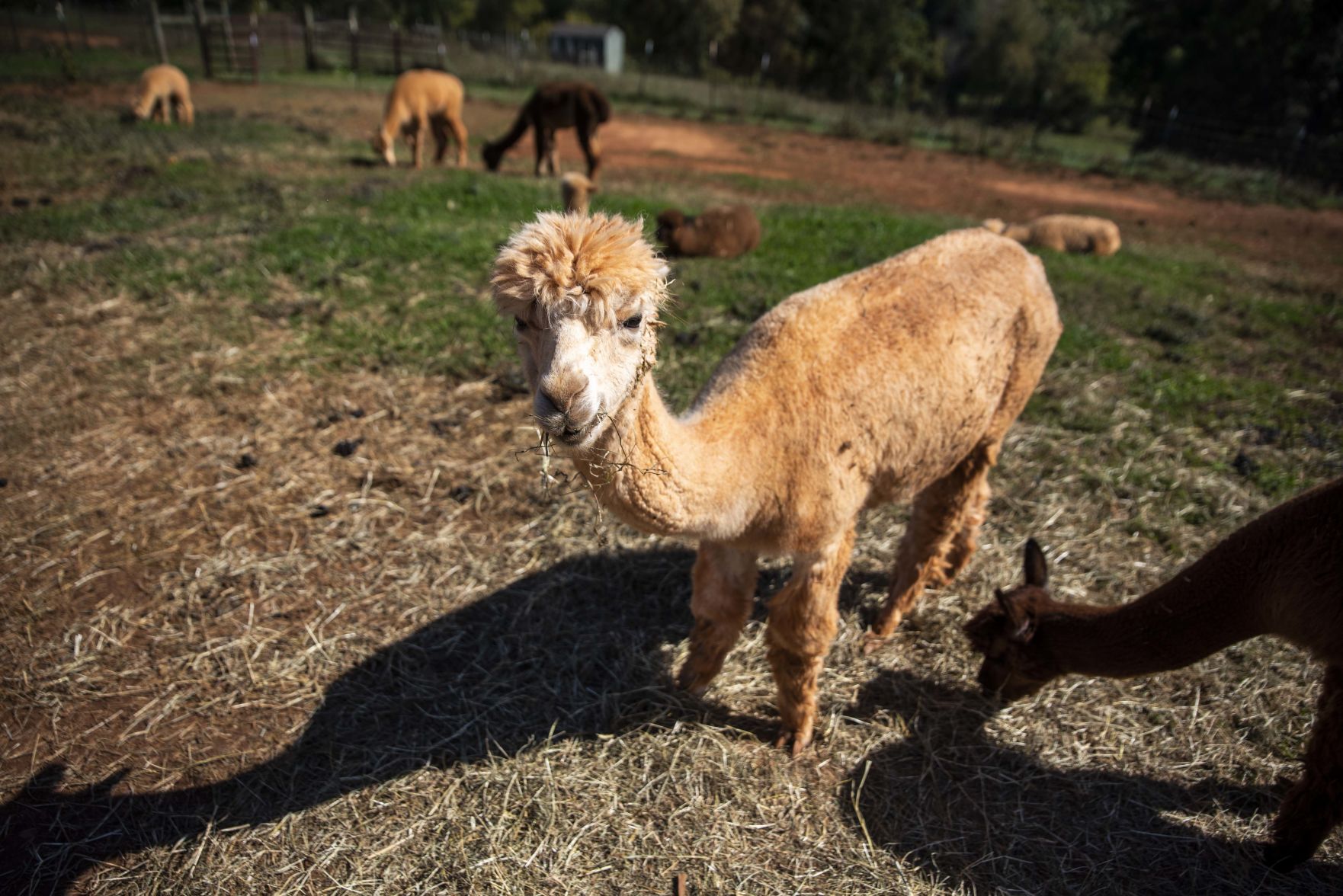 Smith Mountain Lake Alpaca Farm